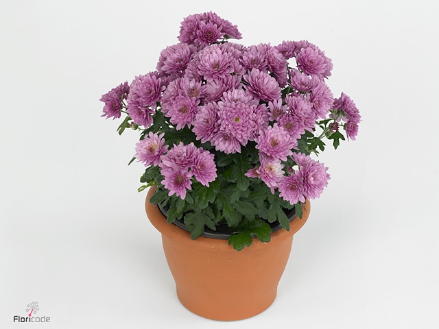 CHRY PARAD PURPLE