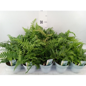 Ferns   ...mix