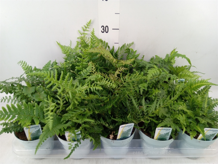 <h4>Ferns   ...mix</h4>