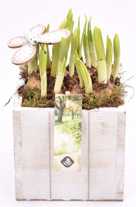 <h4>Hout box white wash 10x10cm</h4>