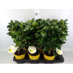 Citrus limetta 'Pursha'