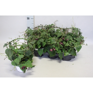 Rhodochiton Atrosang