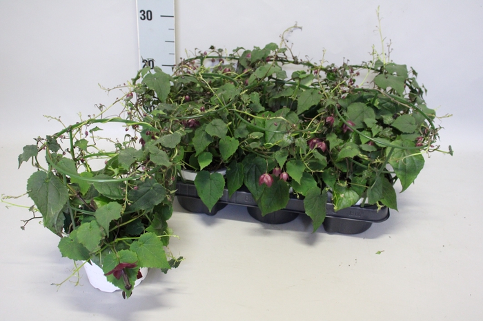 <h4>Rhodochiton Atrosang</h4>