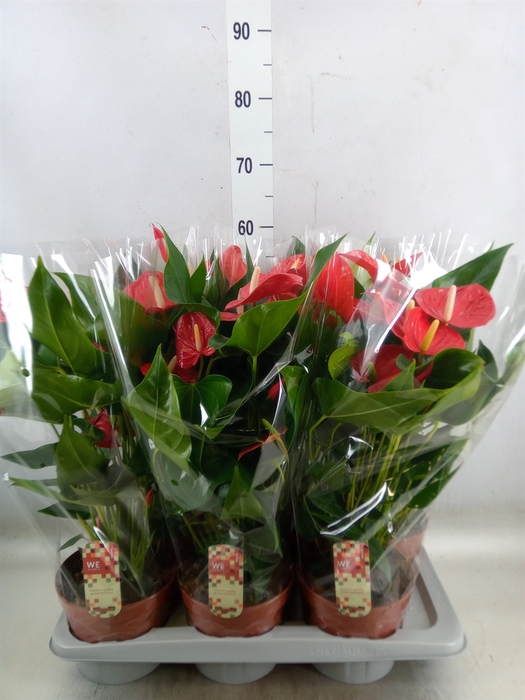 <h4>Anthurium andr. 'Felicita'</h4>