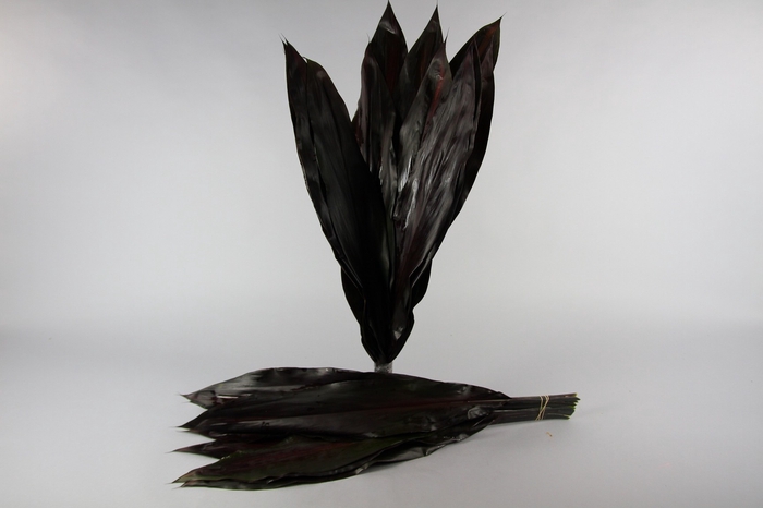 Cordyline Black Tie Creative Colours