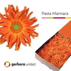 Gerbera Pasta Marinara Half doos