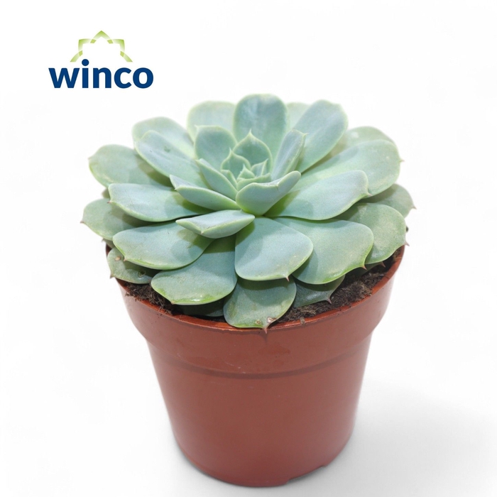 <h4>Echeveria Haylina</h4>