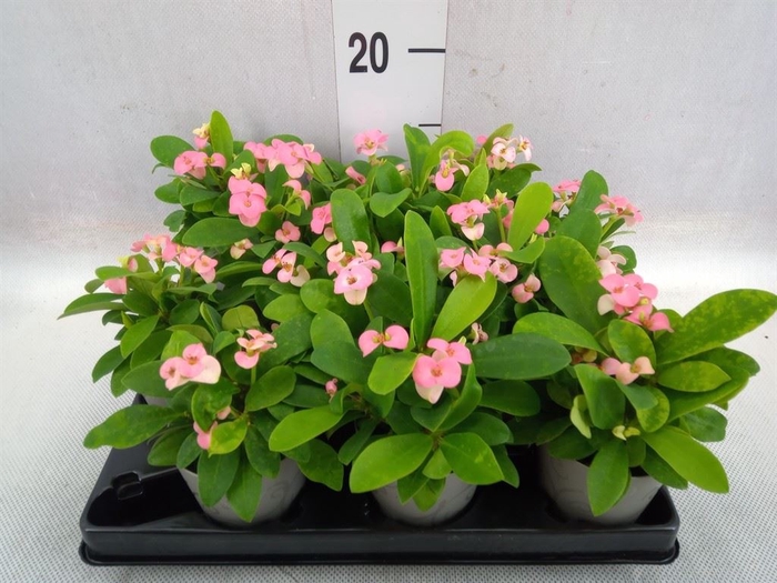 <h4>Euphorbia milii   ...</h4>