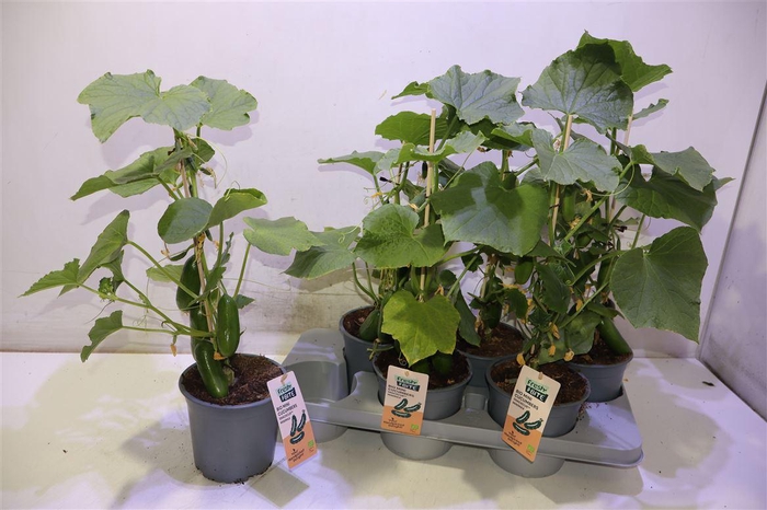 <h4>Komkommerplanten</h4>