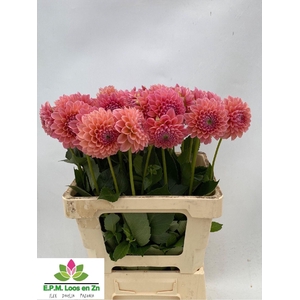 Dahlia Lindas Baby EPM Loos