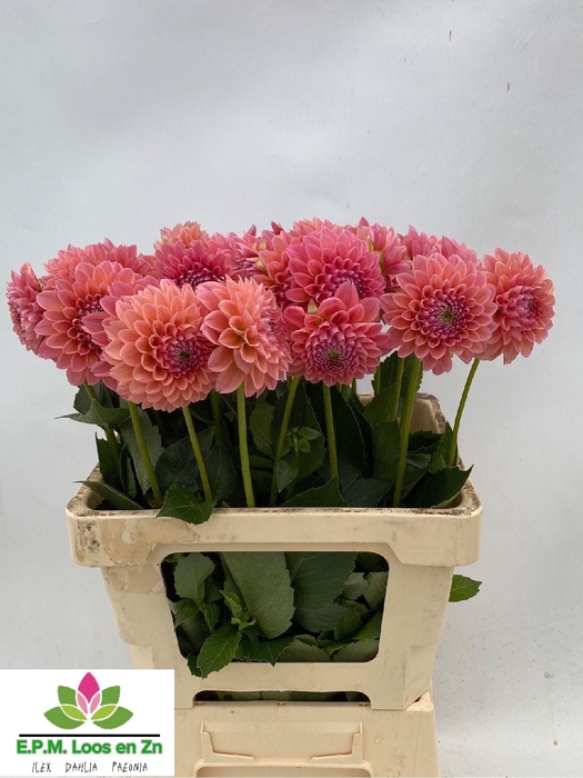 <h4>Dahlia Lindas Baby EPM Loos</h4>