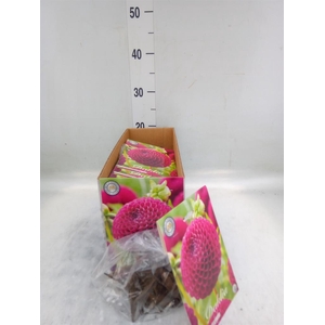 Dahlia   ...flowerbulbs