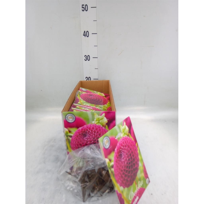 <h4>Dahlia   ...flowerbulbs</h4>