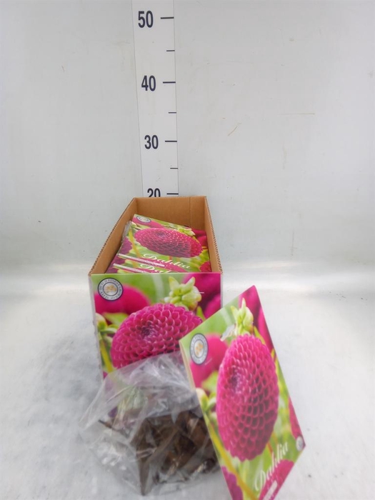 Dahlia   ...flowerbulbs