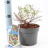 Abelia 'Edward Goucher' P17 (2ltr)