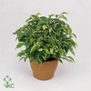 Ficus benjamina Kinky 12Ø 25cm 3pp