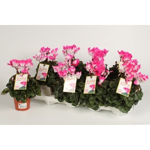 Cyclamen MD 'Indiaka'