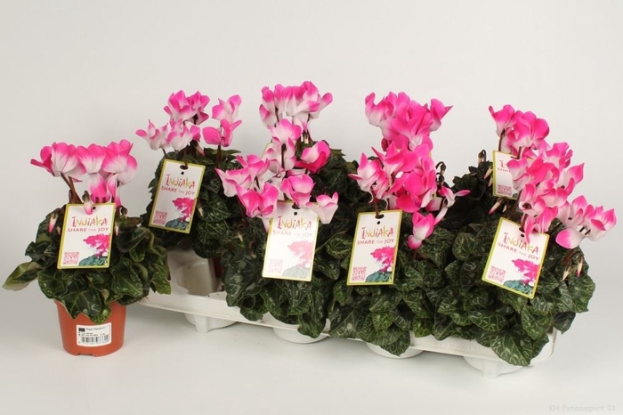 <h4>Cyclamen MD 'Indiaka'</h4>