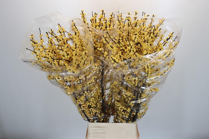 <h4>Ilex Citronella</h4>