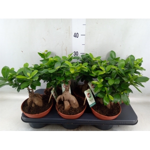 Ficus microcarpa 'Ginseng'