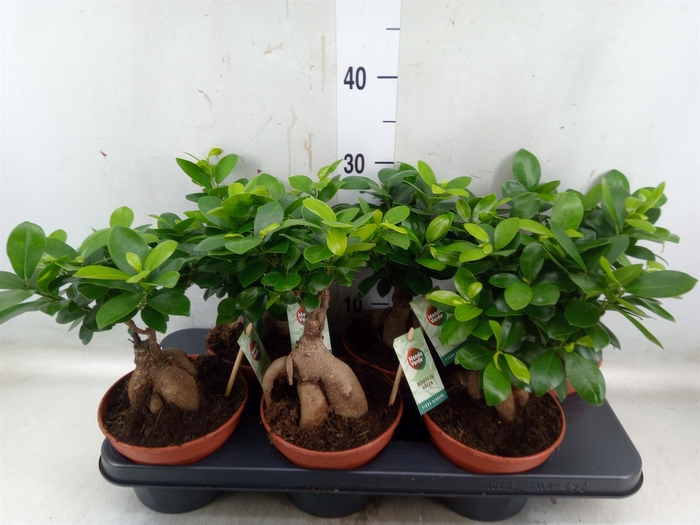 <h4>Ficus microcarpa 'Ginseng'</h4>