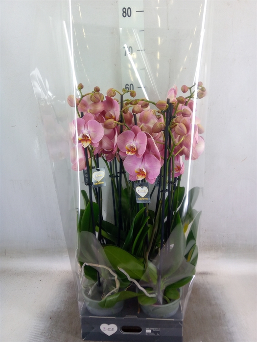 <h4>Phalaenopsis   ...</h4>