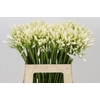 Agapanthus Gletsjer