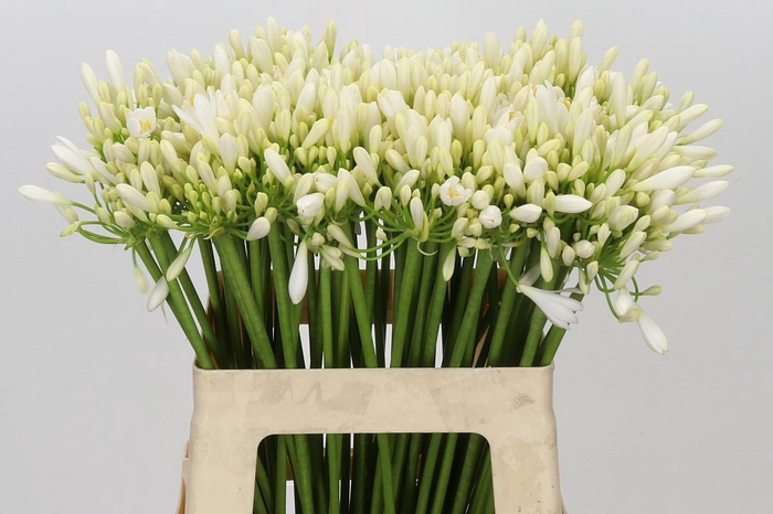 <h4>Agapanthus Gletsjer</h4>
