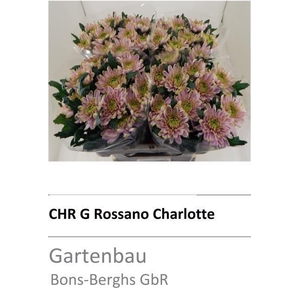 CHR G ROSS CHARLOTTE