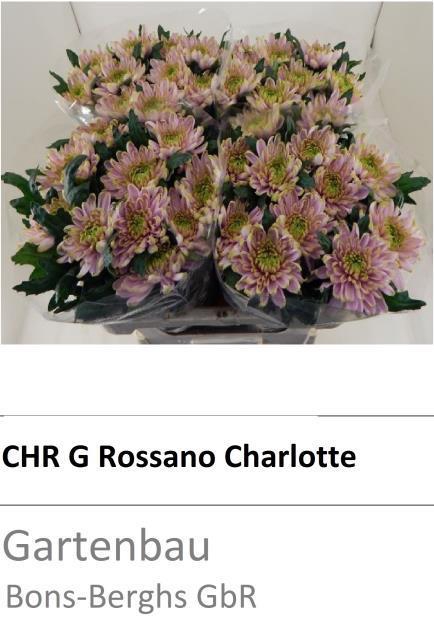 CHR G ROSS CHARLOTTE