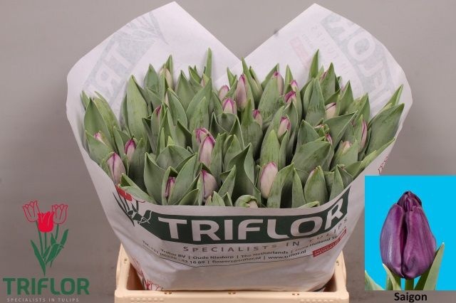 <h4>Tulipa si saigon</h4>