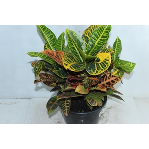 CROTON HIBRIDO PETRA P24