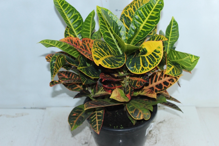 <h4>CROTON HIBRIDO PETRA P24</h4>