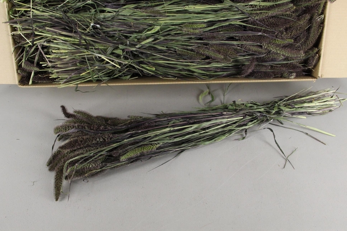 <h4>DF Setaria Red Juwel Bs 150g</h4>