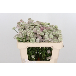 Astrantia Rosa Lee