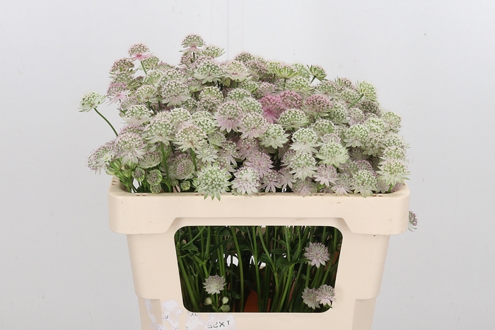 <h4>Astrantia Rosa Lee</h4>