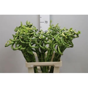 Drac Lucky Bamboo 070cm