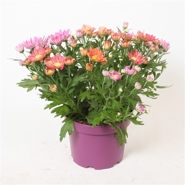 <h4>Chrysant 'Sollinea®' P19 Carnaval</h4>