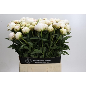 Paeonia Bowl Of Cream