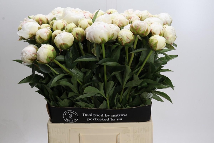 <h4>Paeonia Bowl Of Cream</h4>