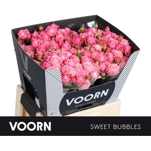 Rozen R Tr Sweet Bubbles