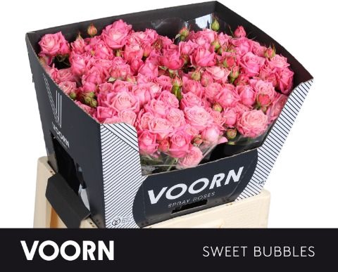 <h4>Rozen R Tr Sweet Bubbles</h4>