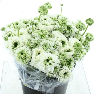 Ran Ponpon Sr Iglo Super