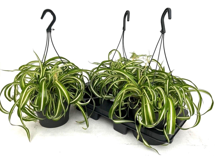 <h4>CHLOR COM BONNIE</h4>