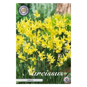 Narcissus Triandrus Hawera x10 10/12
