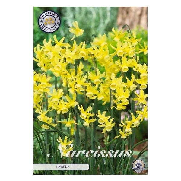 <h4>Narcissus Triandrus Hawera x10 10/12</h4>