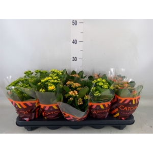 Kalanchoe blos.   ..rosebud mix  5