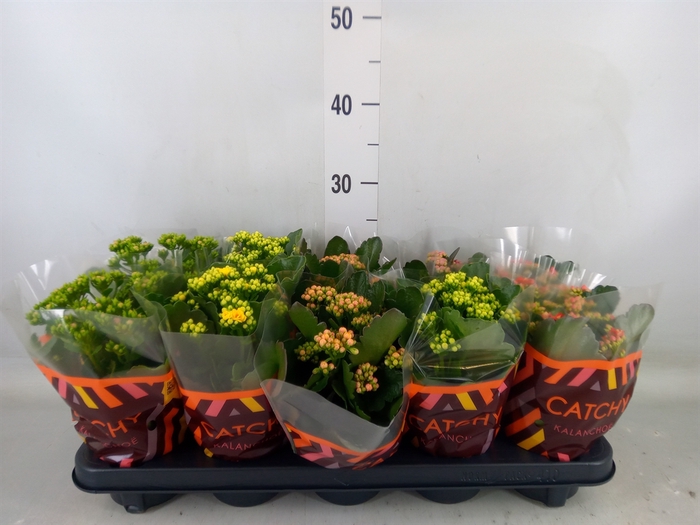 <h4>Kalanchoe blos.   ..rosebud mix  5</h4>