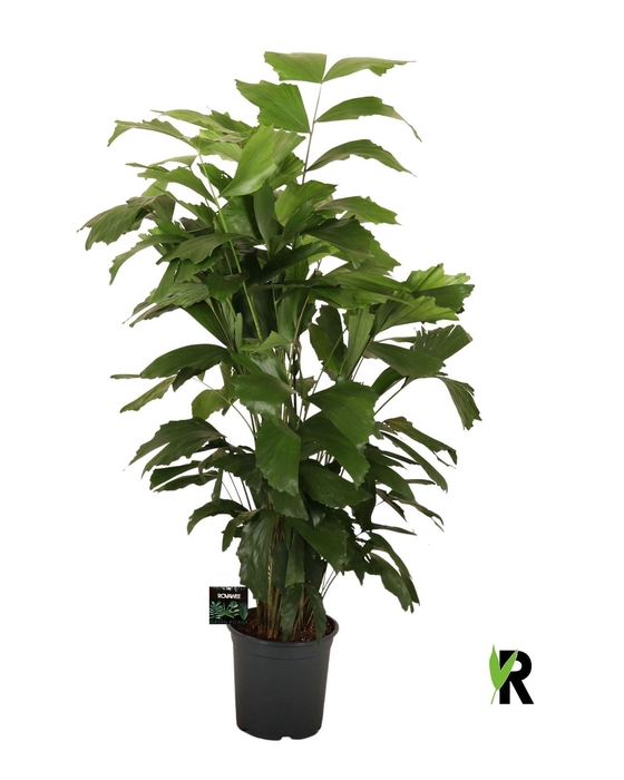 <h4>Caryota mitis</h4>