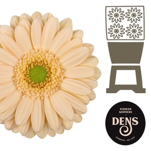 Germini Miami Diamond